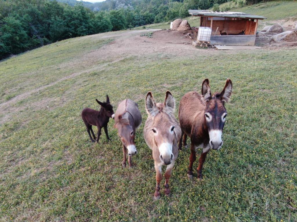 Agriturismo Alba Del Borgo Fidenza Luaran gambar